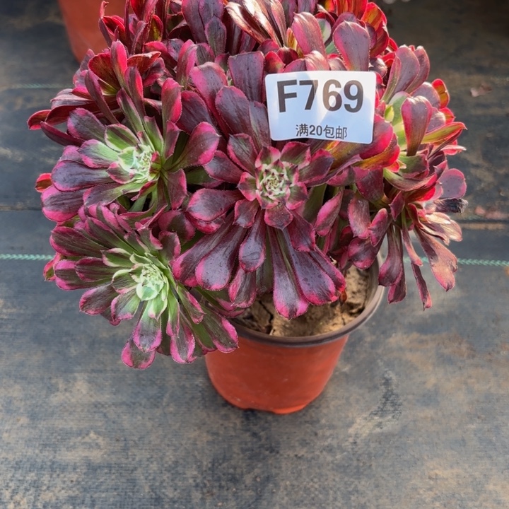 瑞妈，，，。。。769同花顺