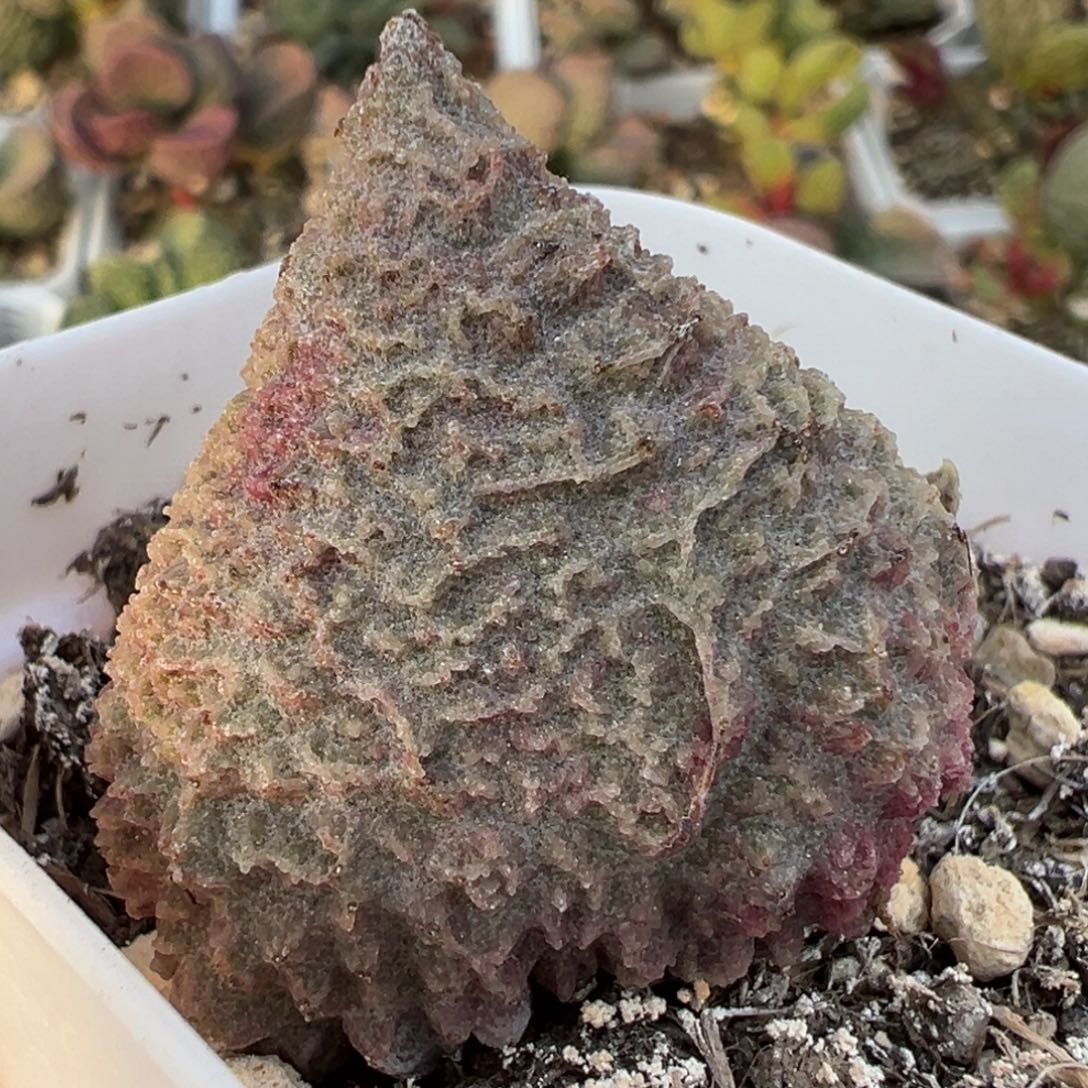 巨猪宝大苗多肉植物水泡