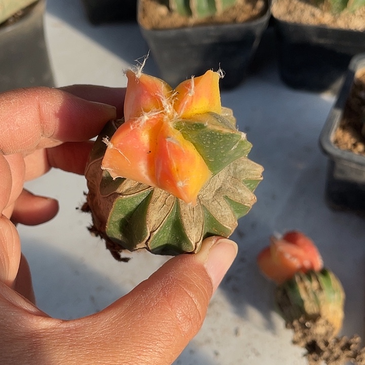 彩球嫁接鸾凤玉一颗仙人球