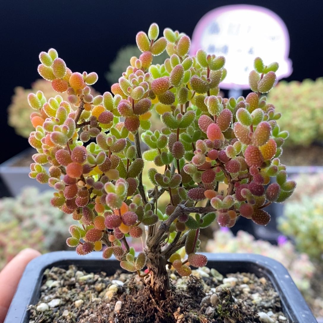 417金橘糖球。          