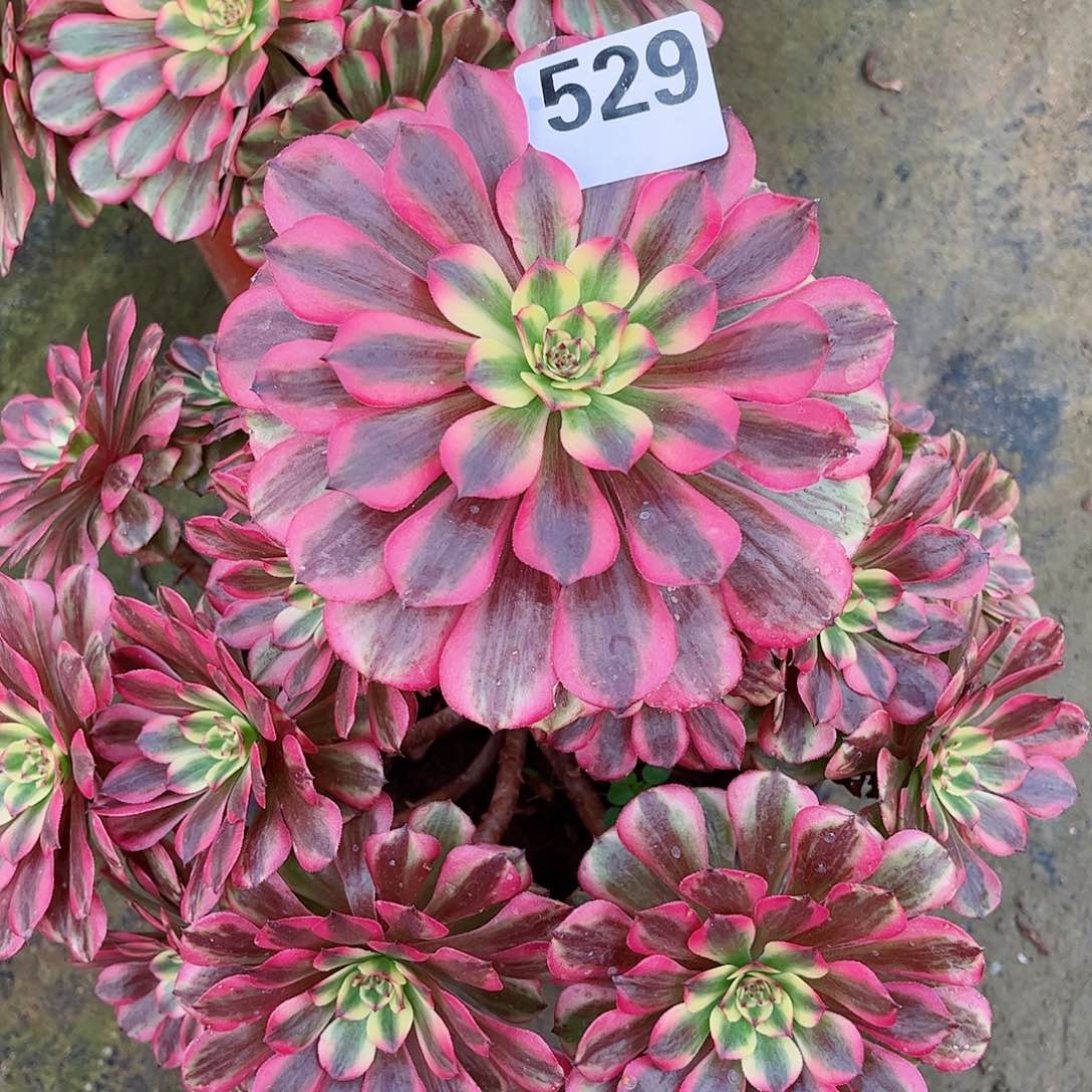 无花朵美多肉植物529粉体美极