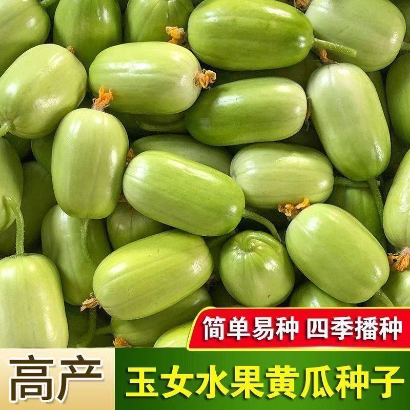 玉女水果黄瓜种子迷你小黄瓜籽生吃脆甜无渣春秋种植阳台盆栽种子