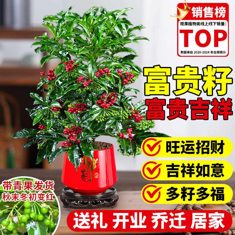 【带青果发货】富贵籽带果盆栽黄金万两喜庆红果花卉室内招财绿植