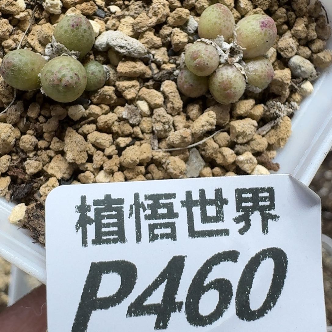 多肉植物的人生ghn