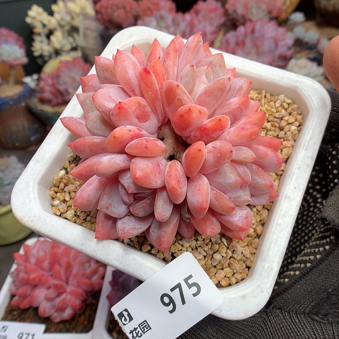 975雪天使多肉植物6666