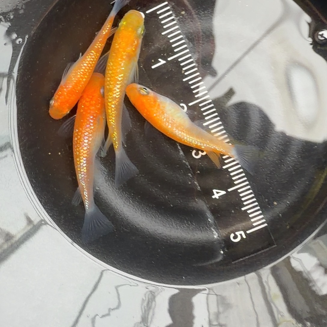 青鳉鱼观背青鳉18