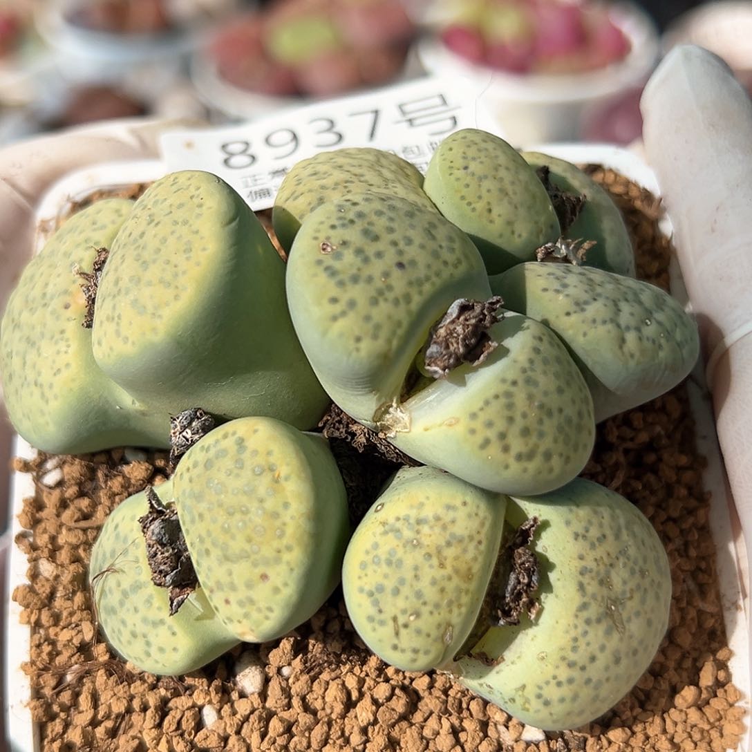 好养易活生石花大母本8937