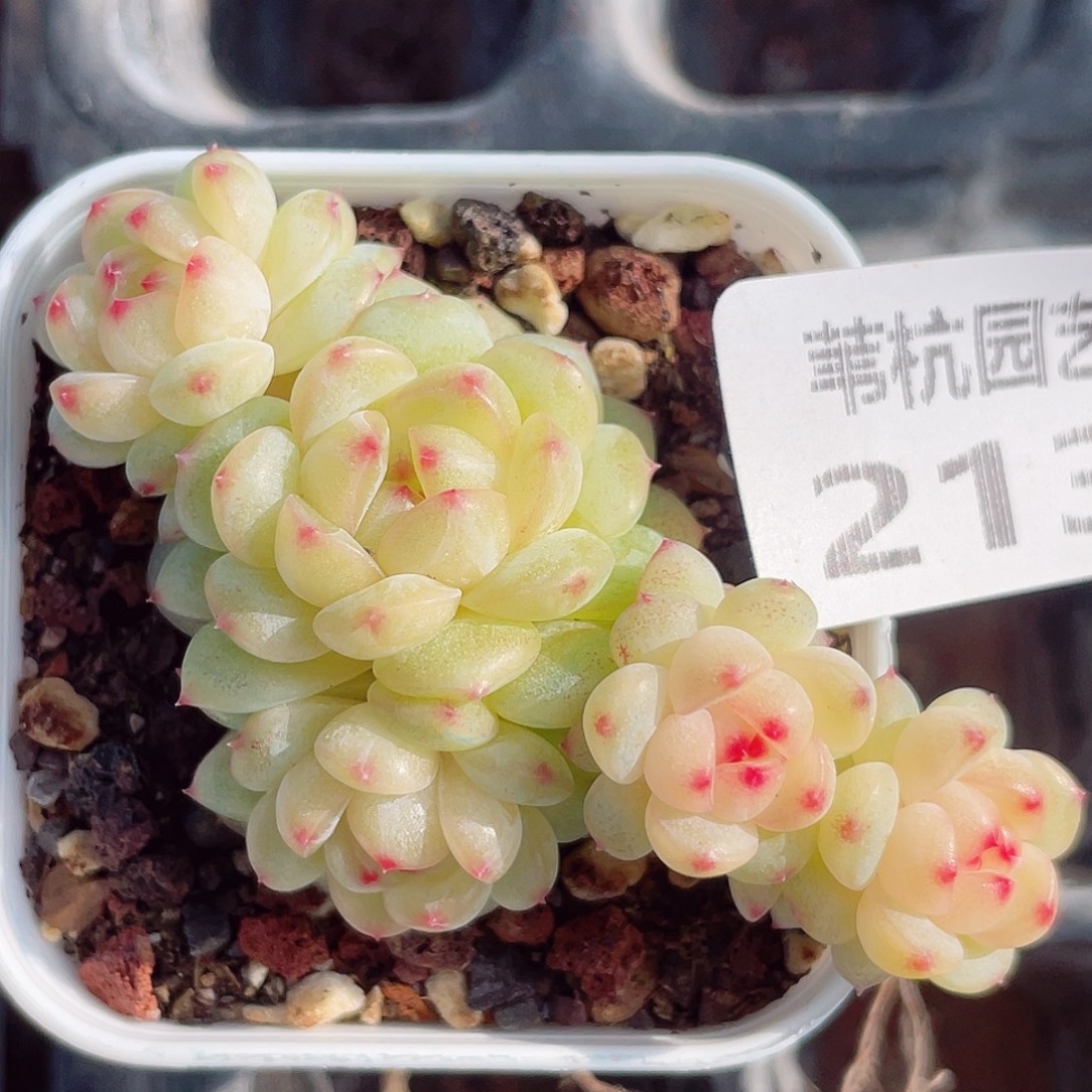 213的第一天就被我的小可爱