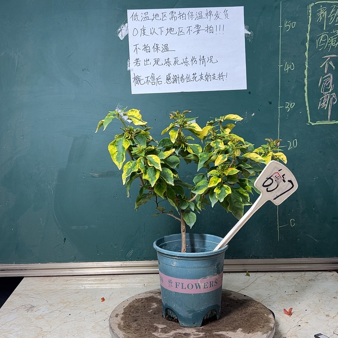 完全开放  红九月  657