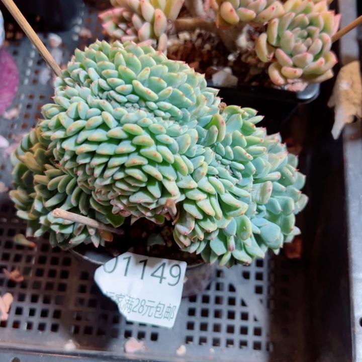 幸运的是我还没遇到你