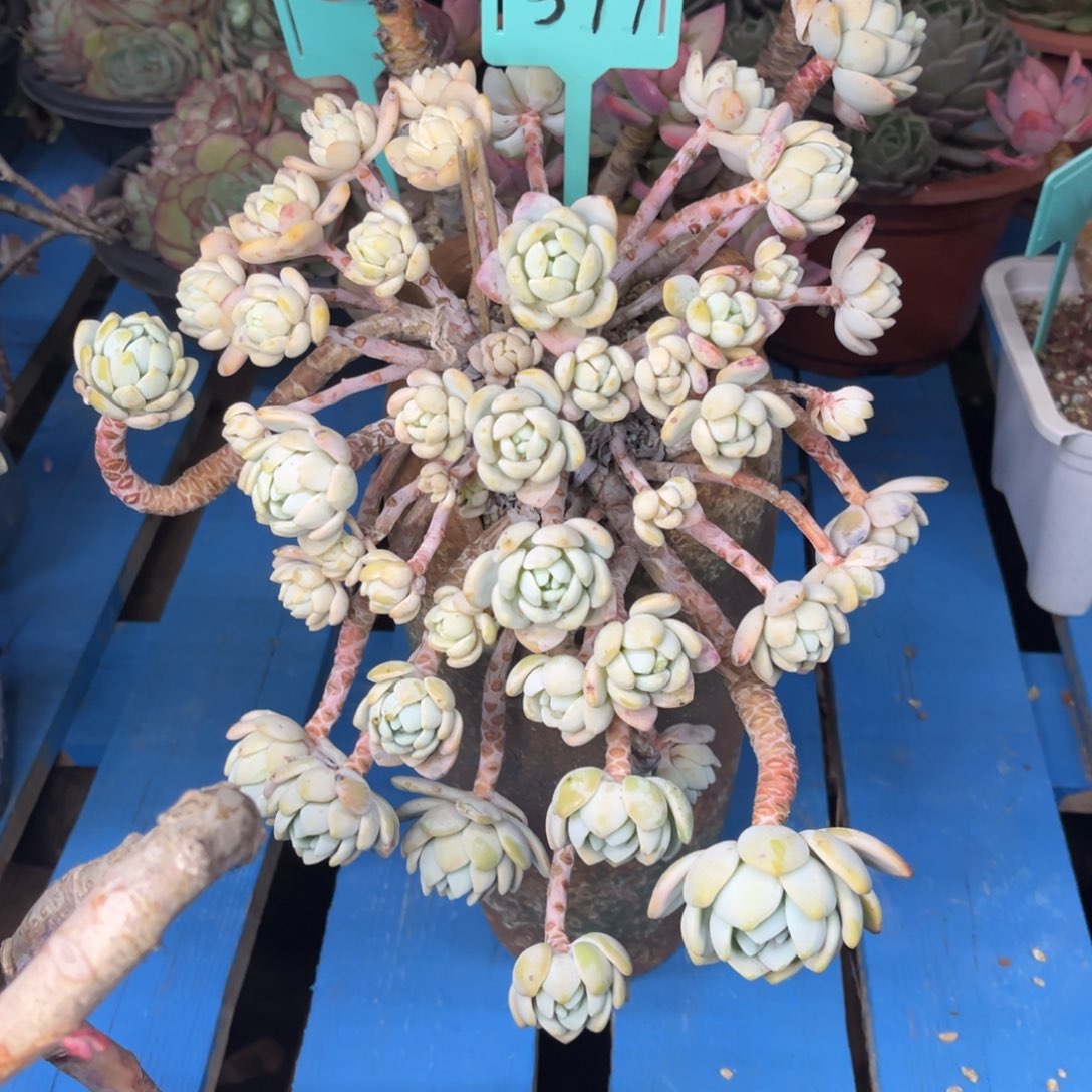 小雨多肉冷香悬崖