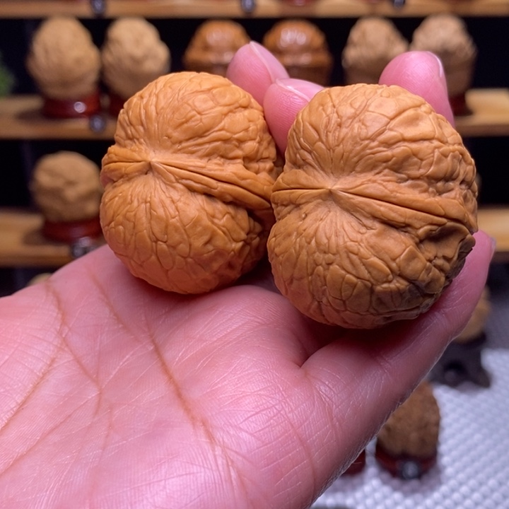 木质类云铁寿星元宝76号