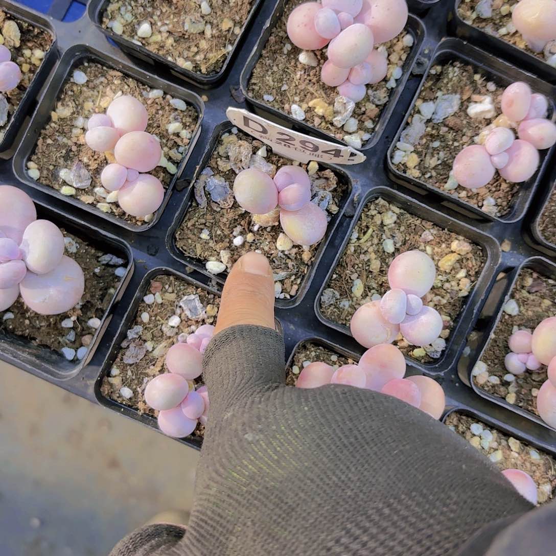 A**.D294水光针一物一拍