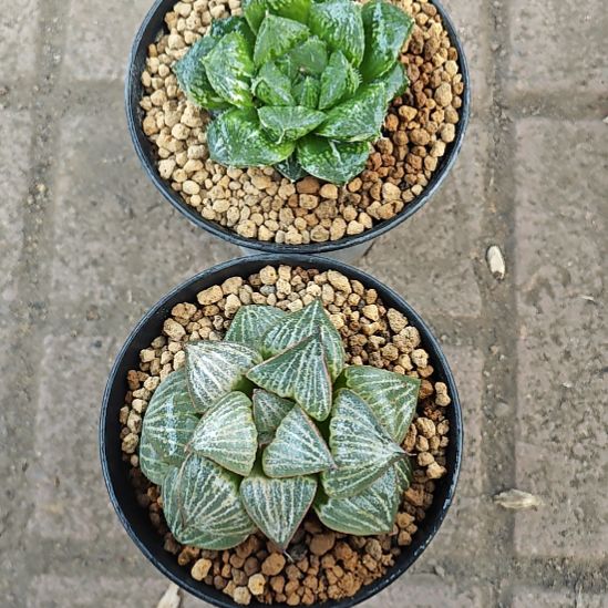 两颗多肉含一颗赠送