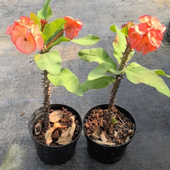 完全开放钻石之王瑕疵尾货苗随机发货