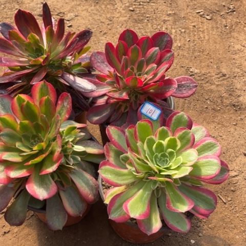 101多肉植物组合