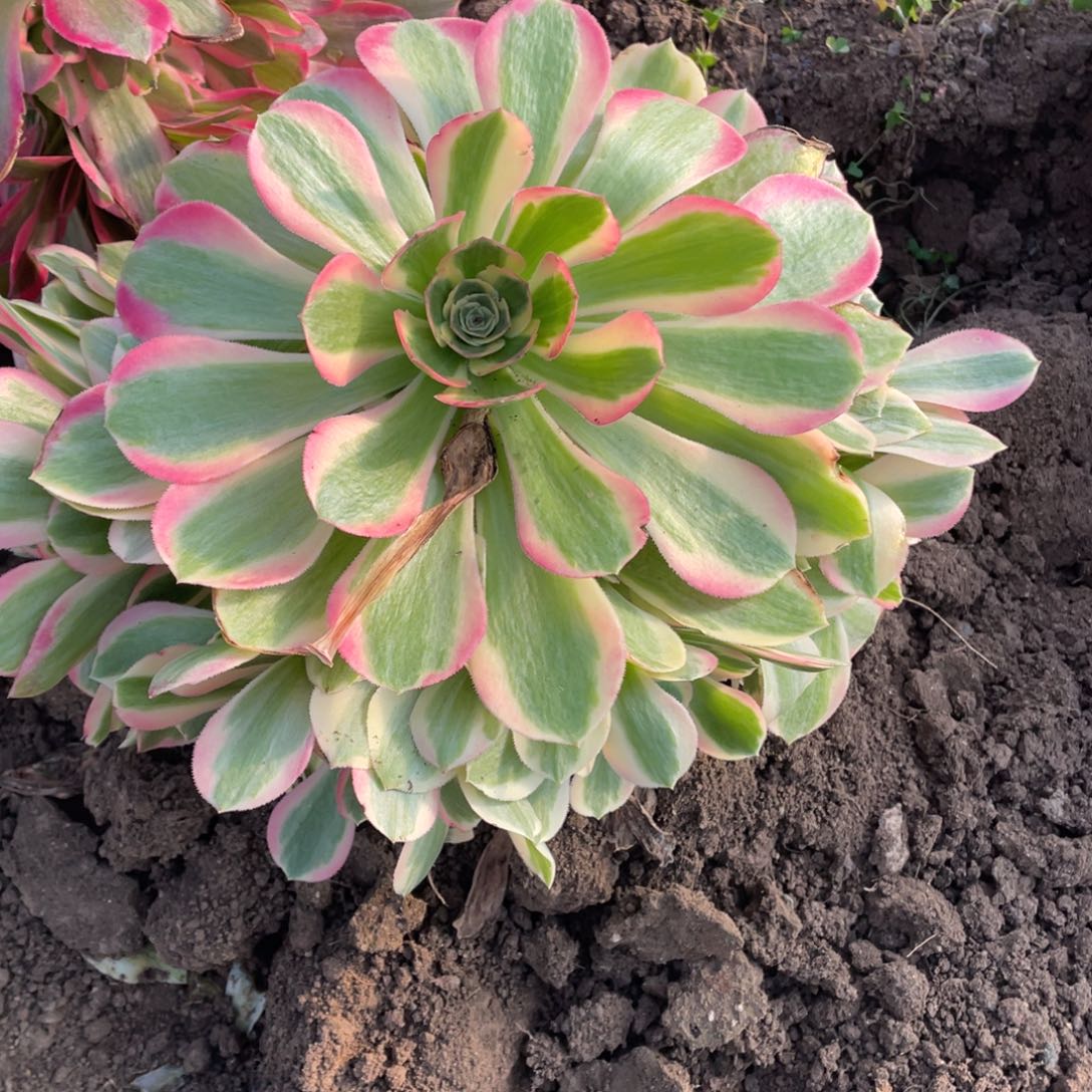 妖月多肉法师断枝不包