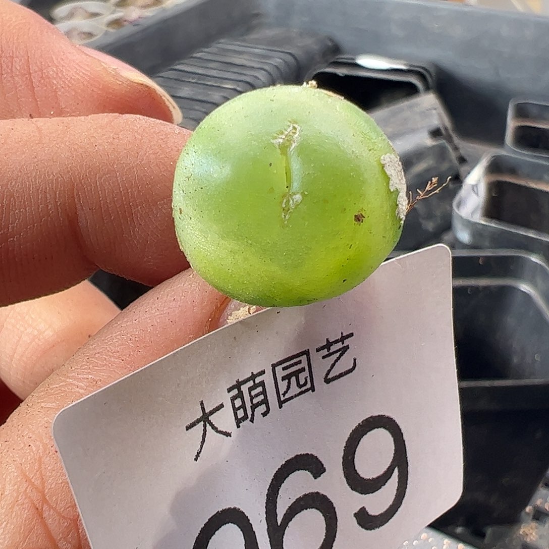 一物一拍拉登有疤尺寸1.7。   969