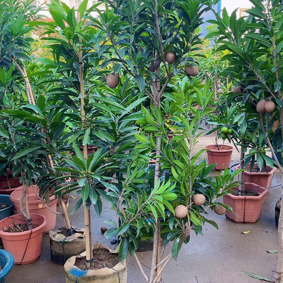 用***7果树8888888888888888