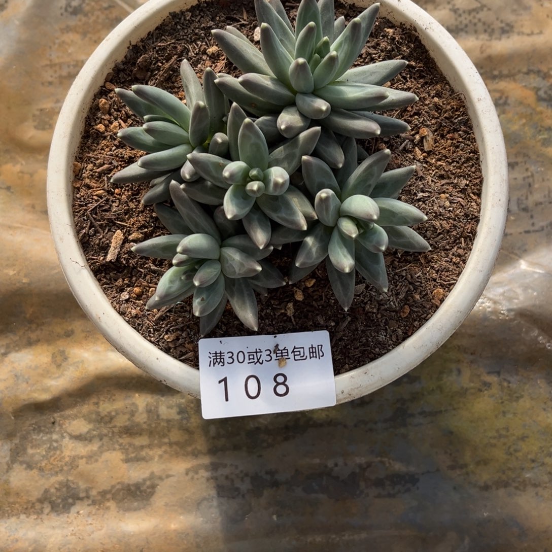 108凤羽多肉植物……