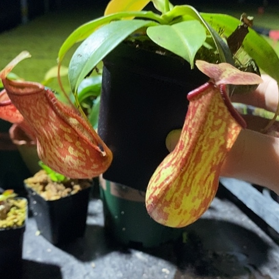 完全开放盖亚猪笼草 推荐新手