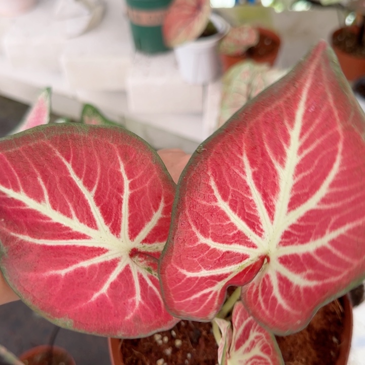 无花朵五花肥牛彩叶芋