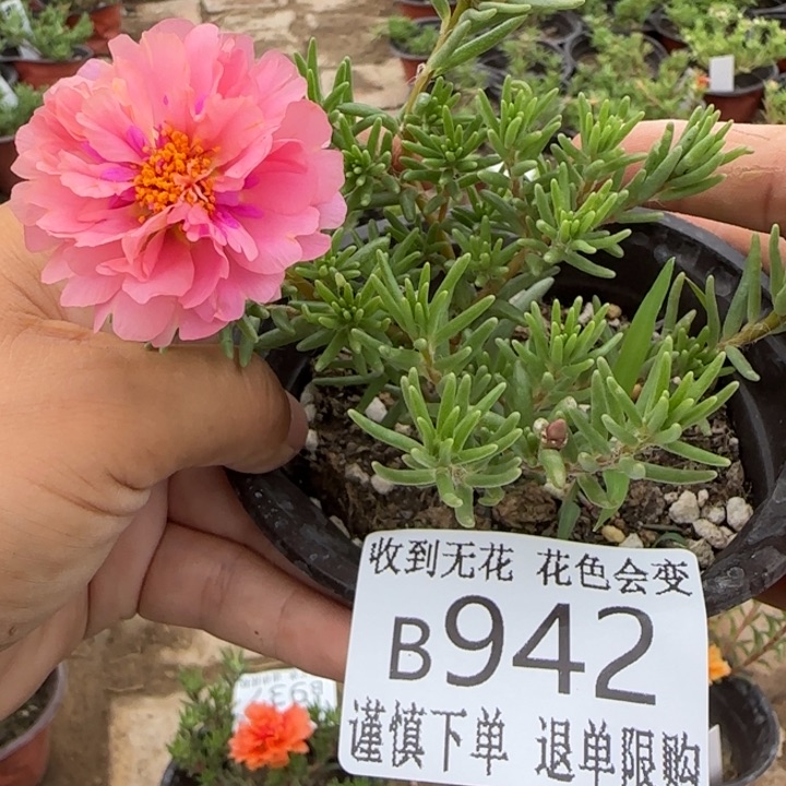无花朵B942超小苗盆口10cm