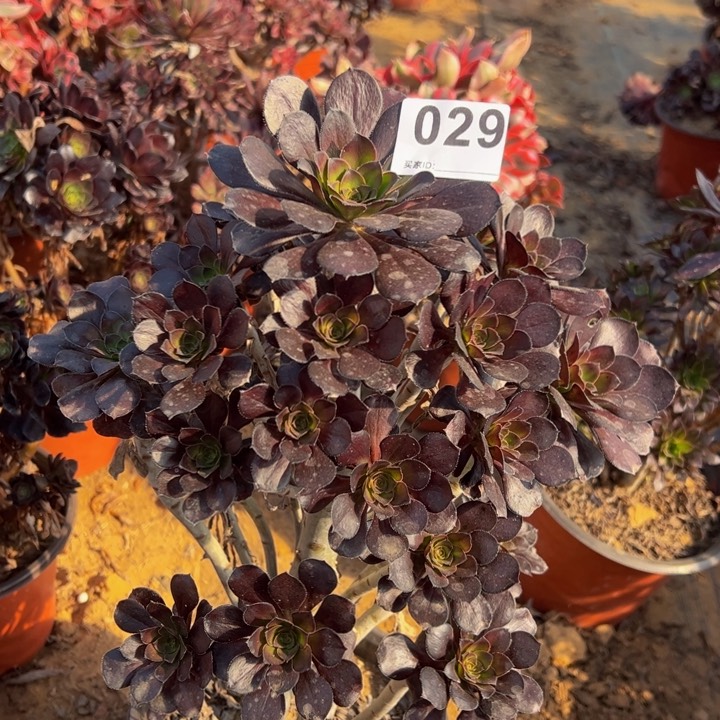 黑豆多肉植物小微瑕029