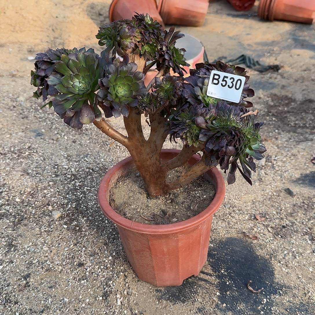 530铜壶一颗微瑕呀