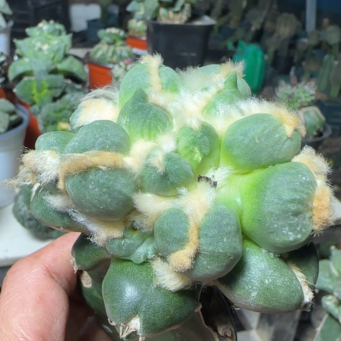 无花朵龙牙蛋蛋730888
