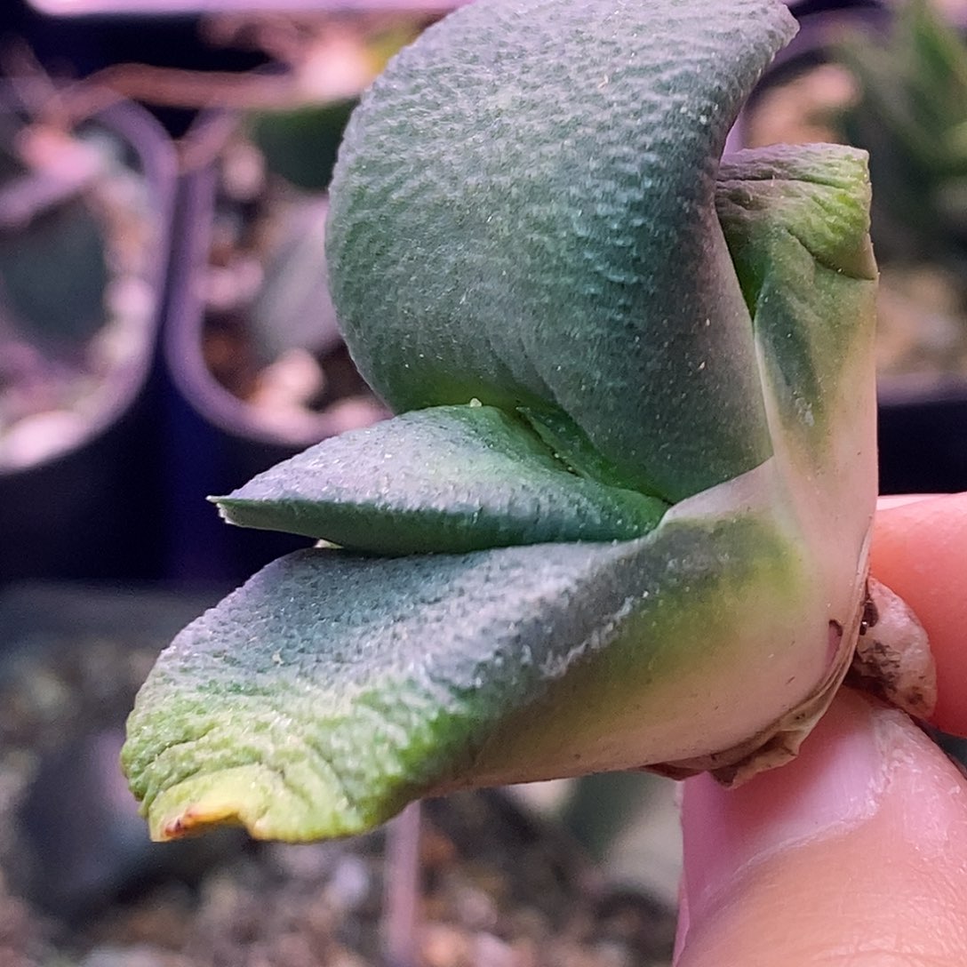 不带盆脱土裸根发货