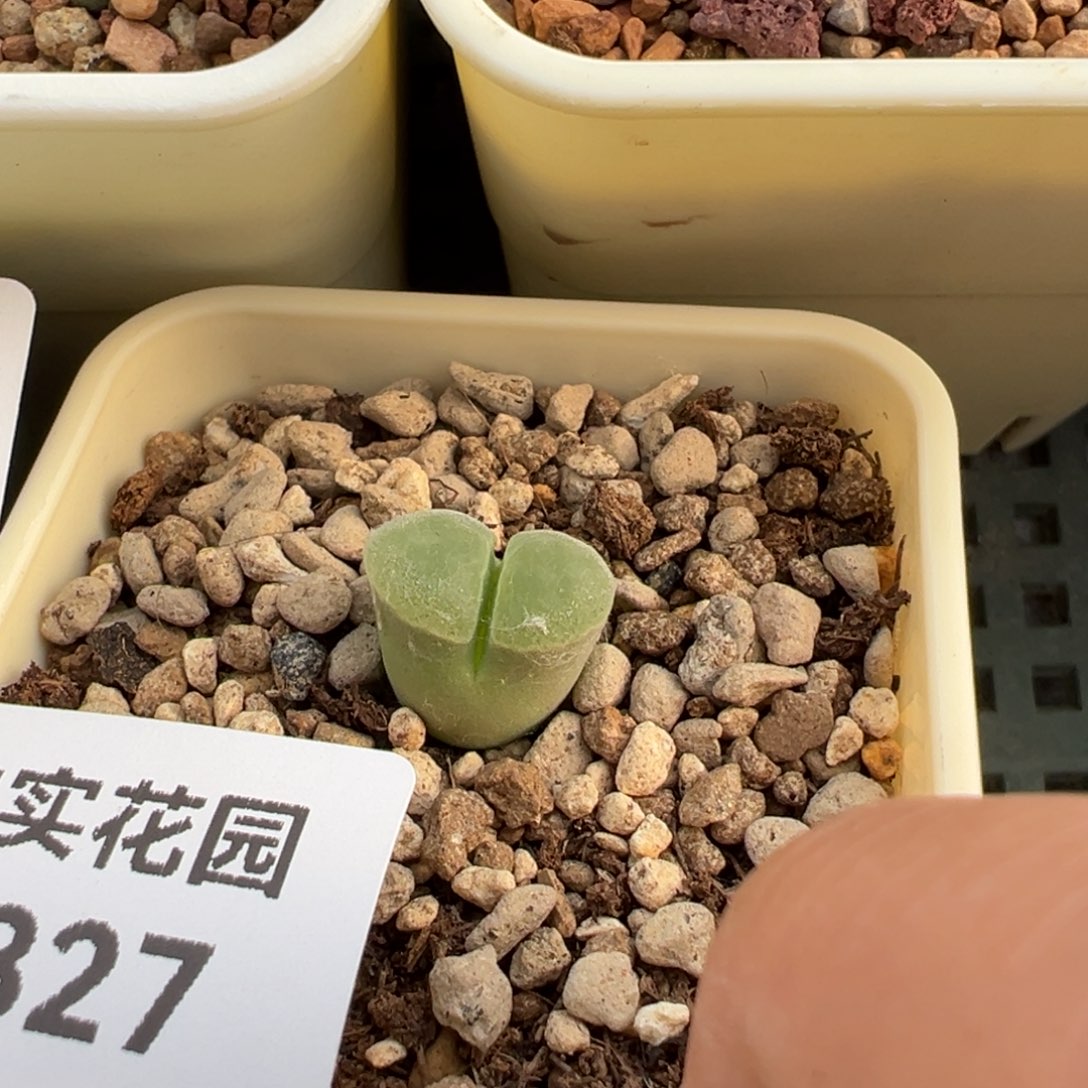 327/。      捡漏场