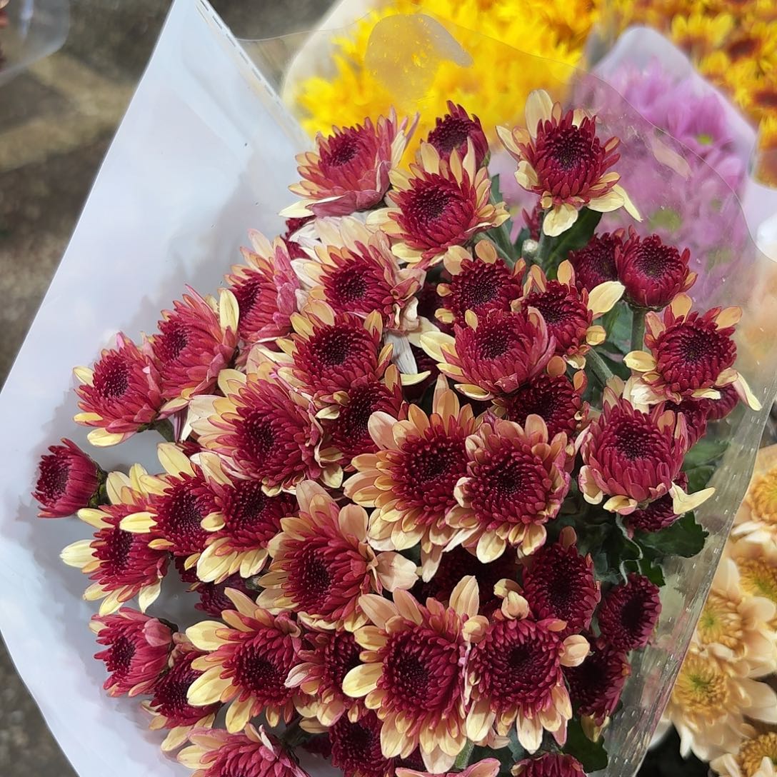 基地 布鲁诺橘粉小菊