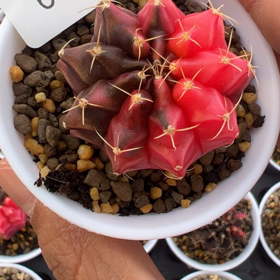 678 好看的米哈冲冲冲