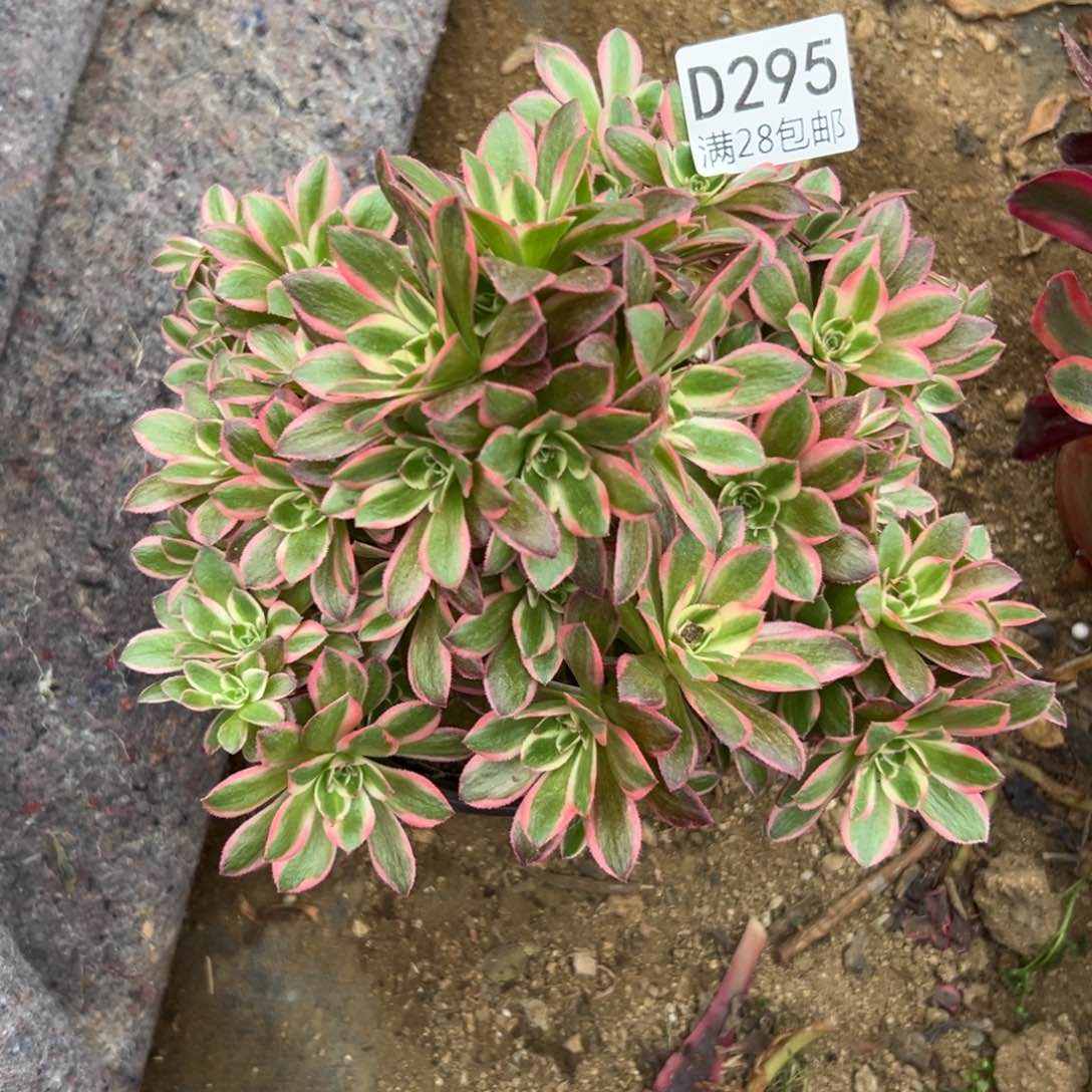 295多肉  水蜜桃 砍过   