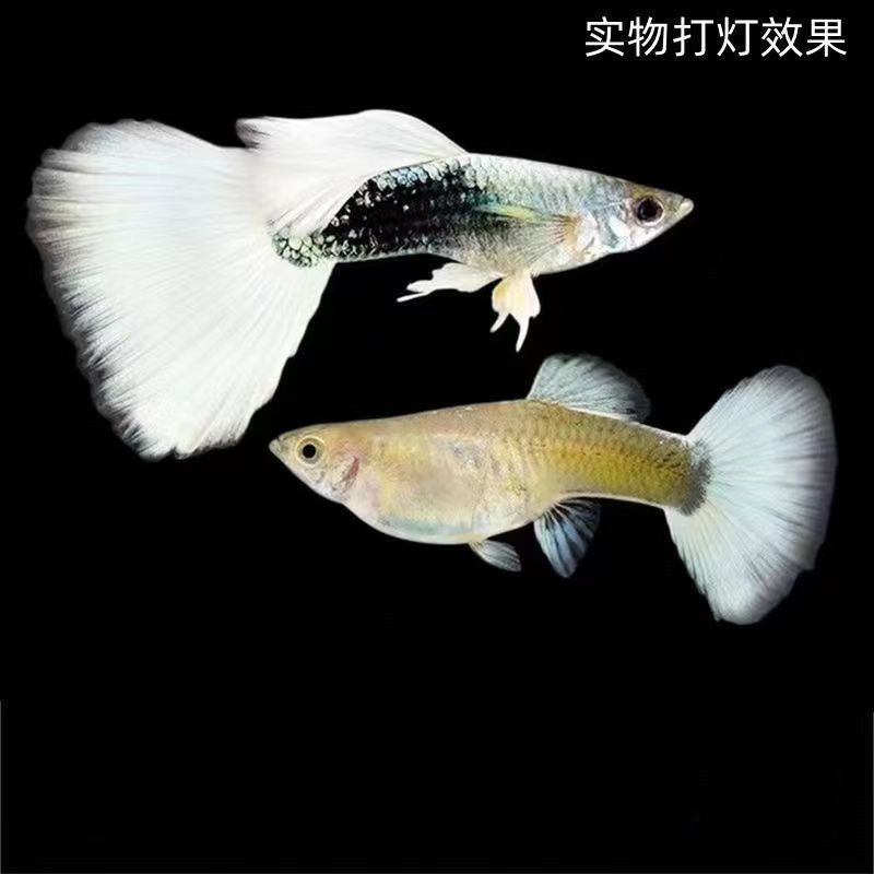 【黄礼服】象牙白孔雀鱼好养耐活源头渔场直发直播间实物孔雀鱼推荐