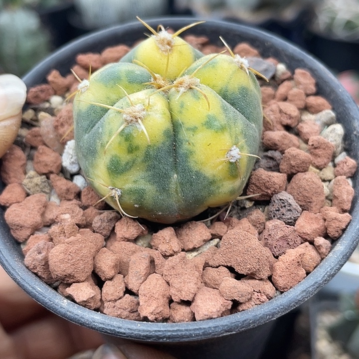 福利一颗圣王锦包邮