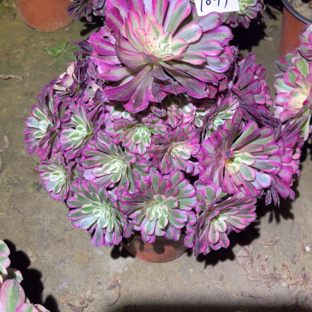 12-10-17红铜葫锦有断枝