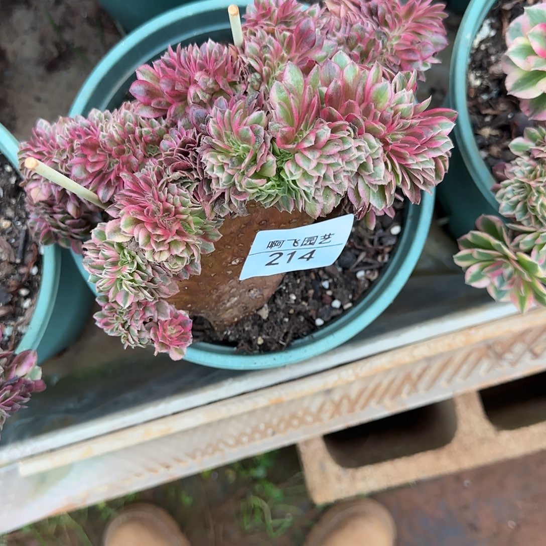 迷***仙214多肉 倾城缀法师