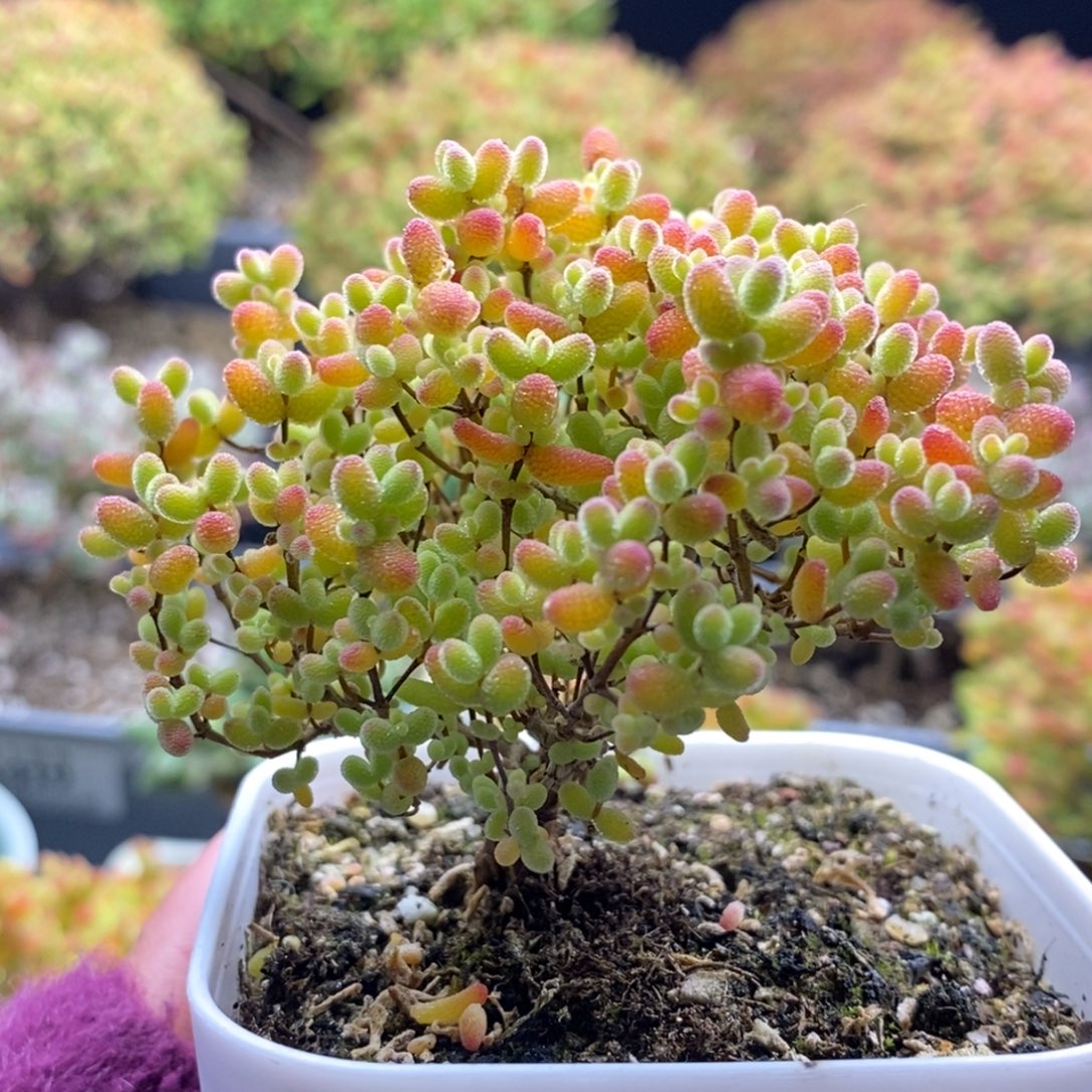 709蜜橘糖球 。        