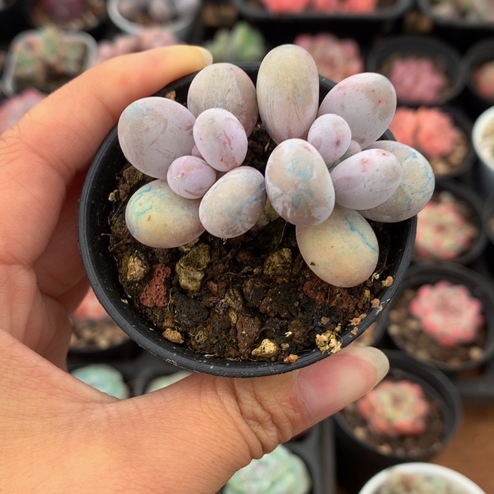 精控橙雪球双头多肉