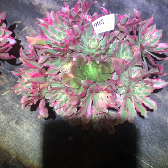 多肉植物905女巫