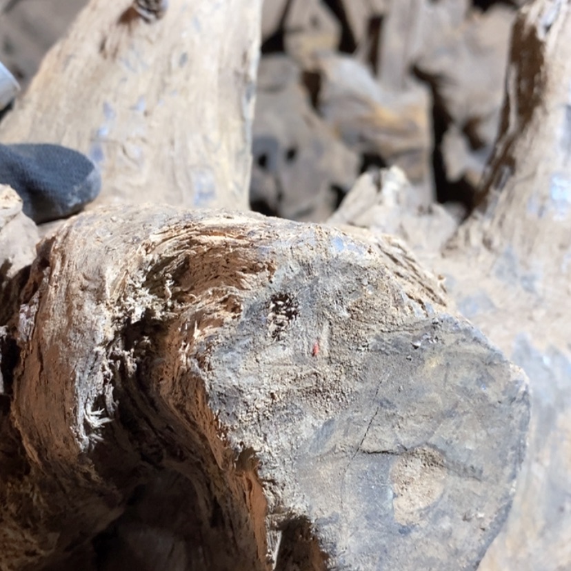 【闪购商品】把件贡木开*！私人订制