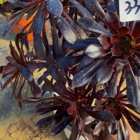 魔法师朵朵多肉植物338多肉