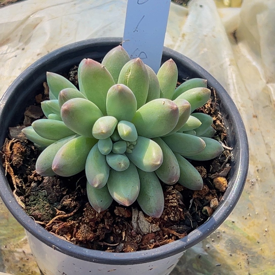 6014号下午多肉植物群生