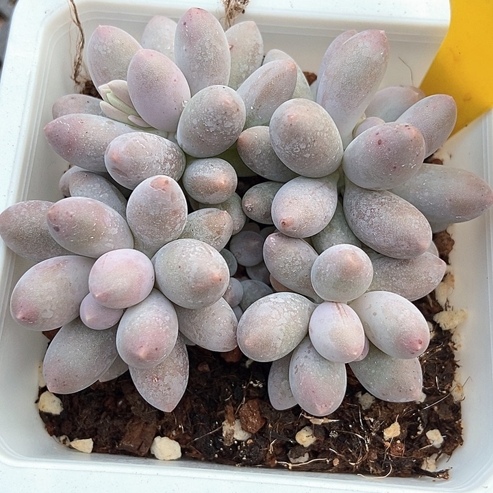 多肉植物汤圆2016多肉