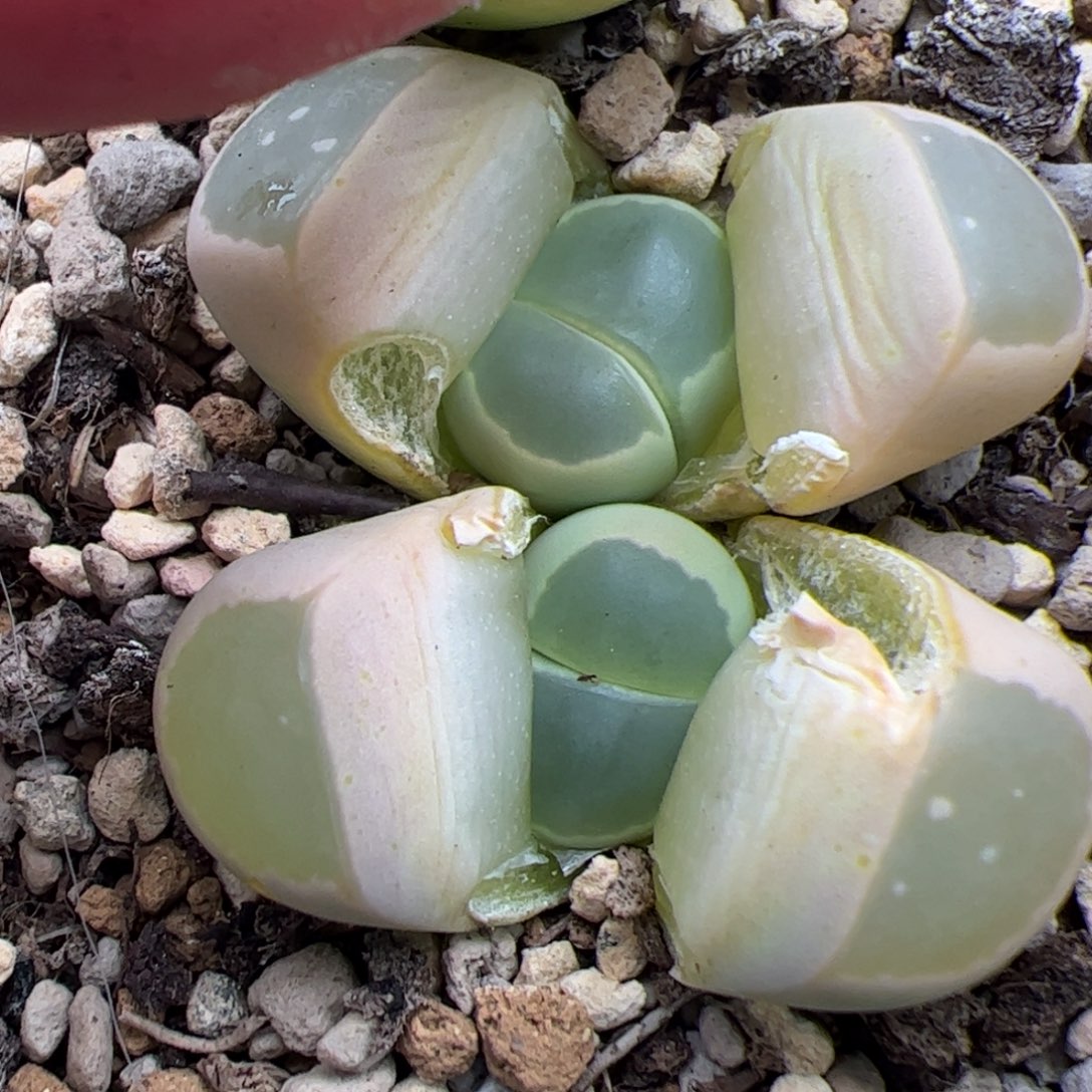 0109号橄榄 多肉植物