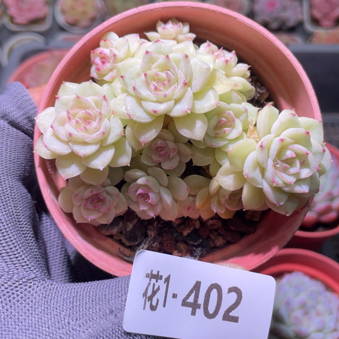 花利美1-402白天鹅