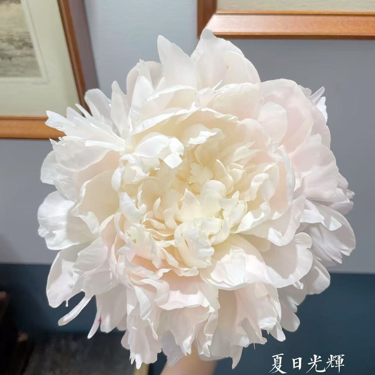 【夏日光辉】2到3芽，典雅香槟的平替，芍药花苗，耐寒耐旱。送肥料