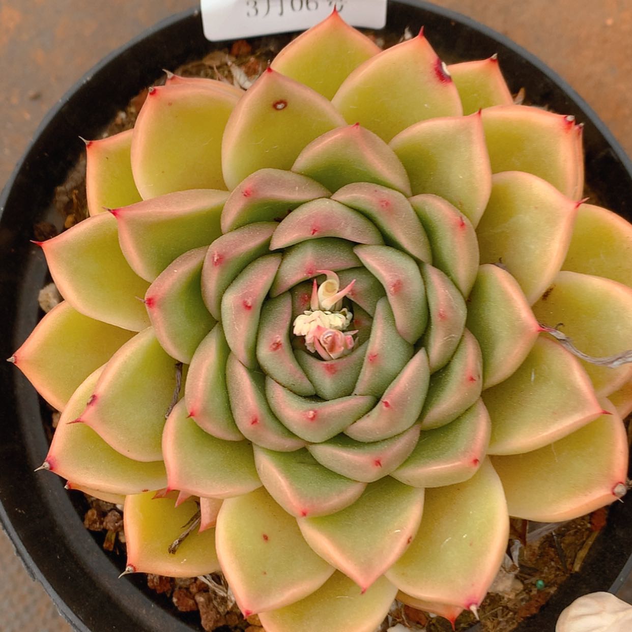 【闪购商品】云3272